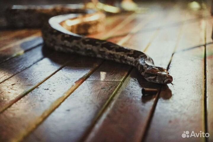 Аренда питона, попугая