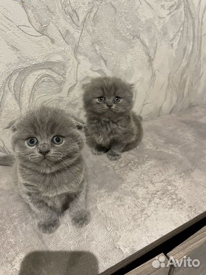 Британская