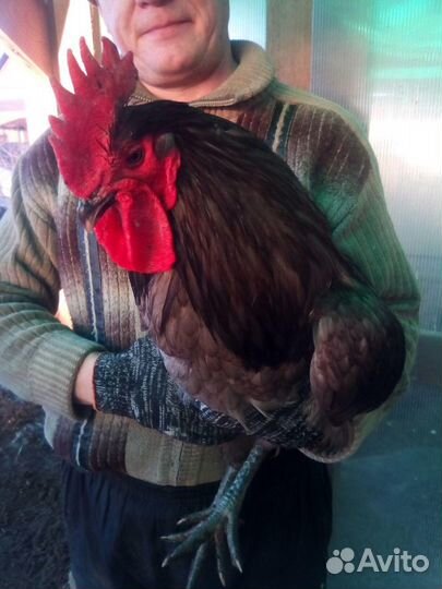 Инкубационное яйцо