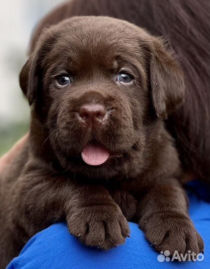 Щенки лабрадора