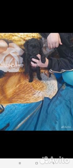 Йоркширский терьер