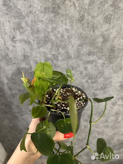 Филодендрон