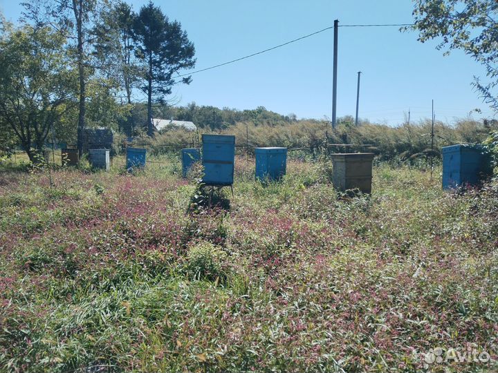 Пасека, пчелосемьи