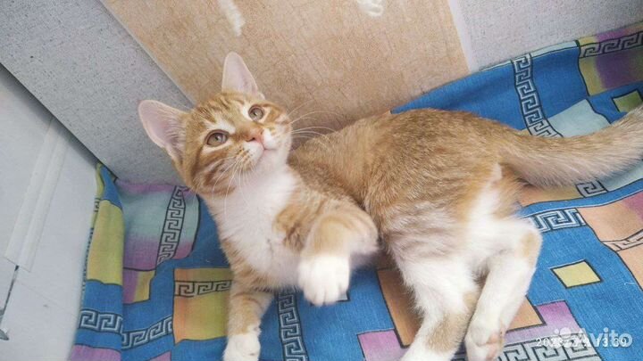 Рыжий котенок в добрые руки