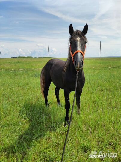 Жеребец 2.3года