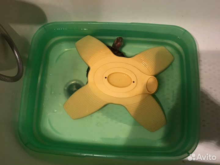 Красноухая черепаха бесплатно