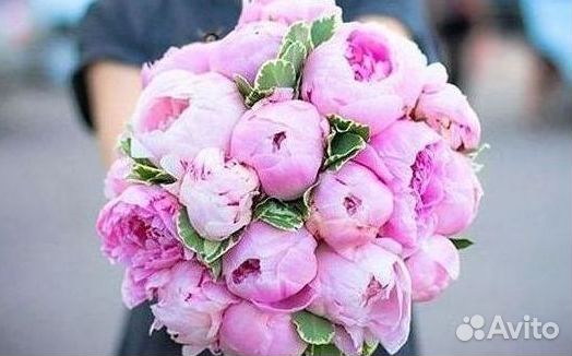 Пионы Букет пионов