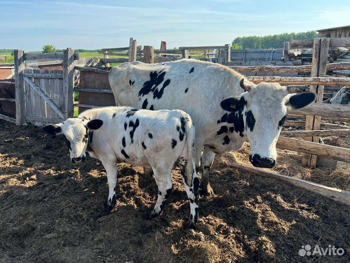 Дойные коровы с телятами