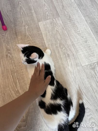 Отдам кошку