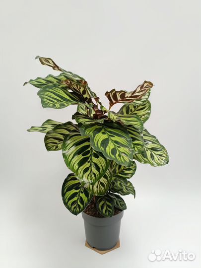 Калатея Макоя