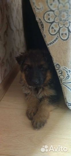 Немецкая овчарка