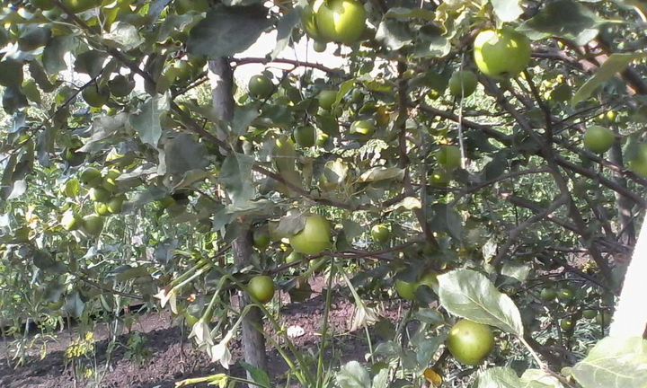 Дача 30 м² на участке 7,6 сот.