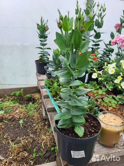 Рассада Эустома с бутонами, лобелия