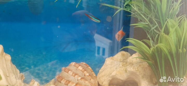 Аквариум 15 литров