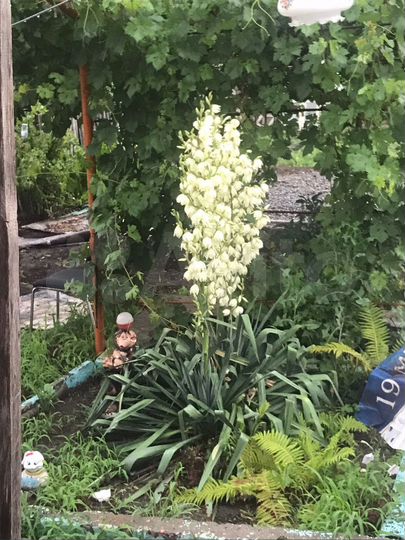 Дача 36 м² на участке 6 сот.