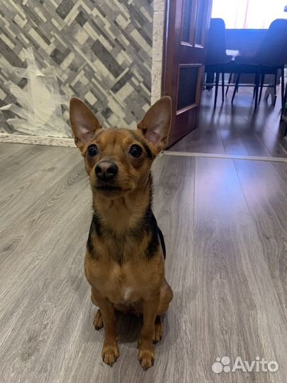 Вязка той-терьер