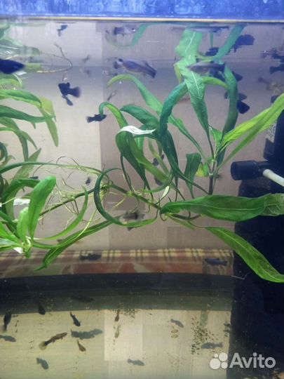 Аквариумные рыбки и растения