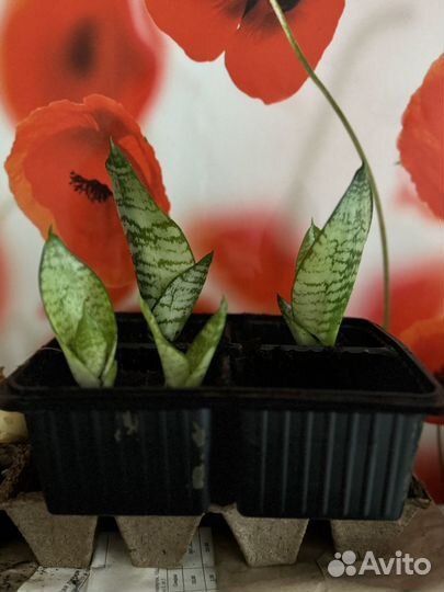 Сансивиерия