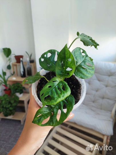 Монстера Манки