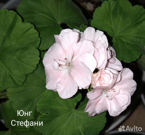 Пеларгония