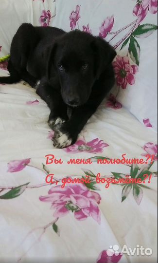 Щенок в добрые руки