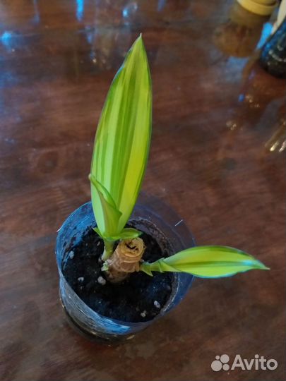 Молодые растения - драцена йеллоу кост