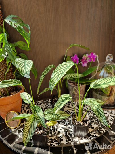 Калатея Витата