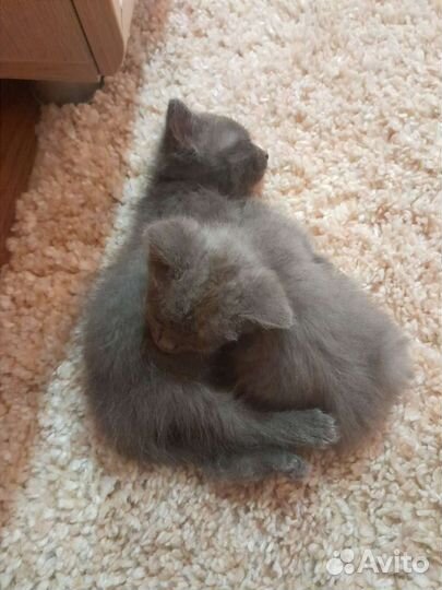 Котятки, 1мес