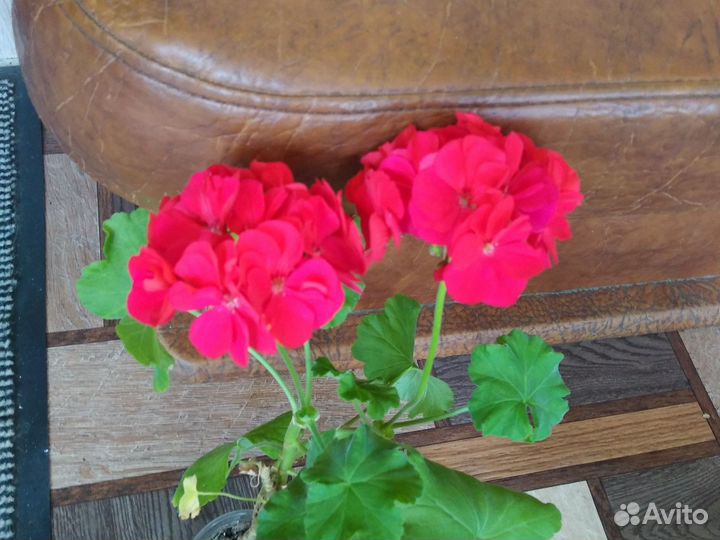 Пеларгония герань