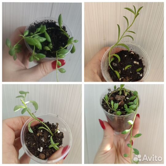 Кактусы и суккуленты