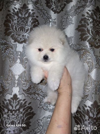 Щенки померанского шпица