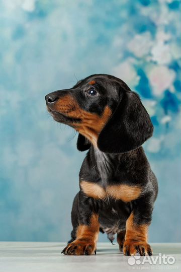 Мини таксята