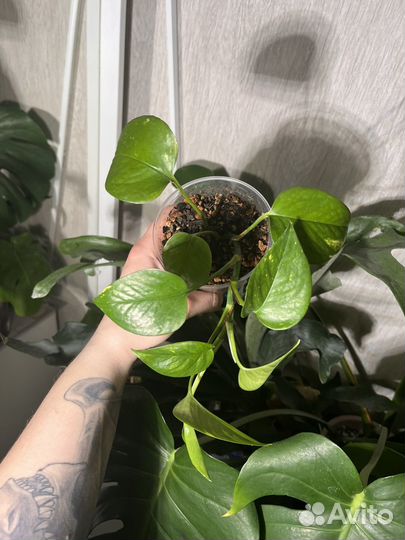 Сциндапсум или эпипренум