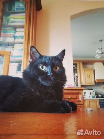 Добрый бархатный котик ищет хозяина