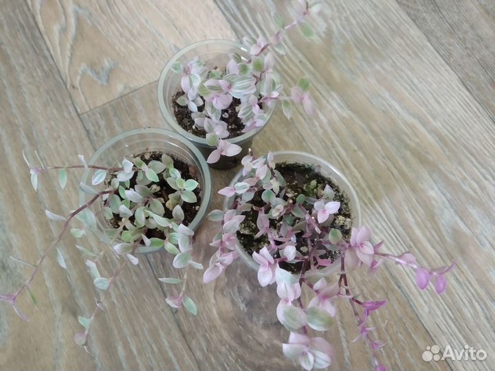 Каллизия 5 сортов