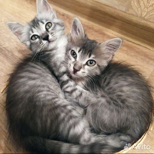 Кошка. Котёнок. Кошечка