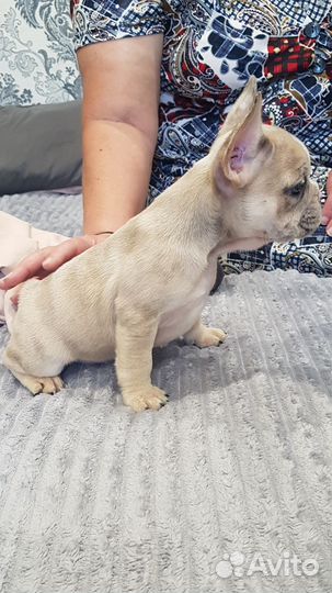 Щенки Французкого бульдога