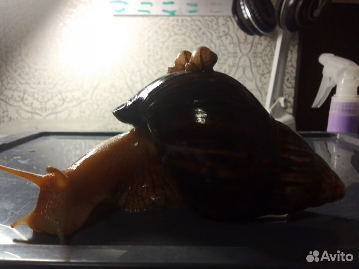 Улитки ахатины