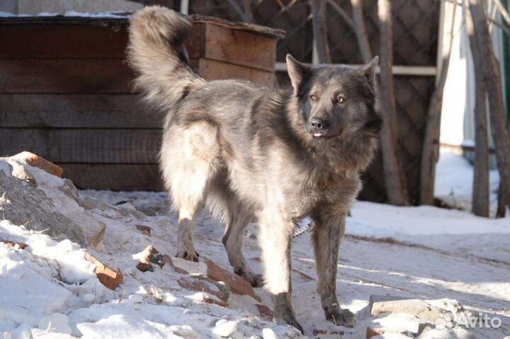 Крупный мальчик