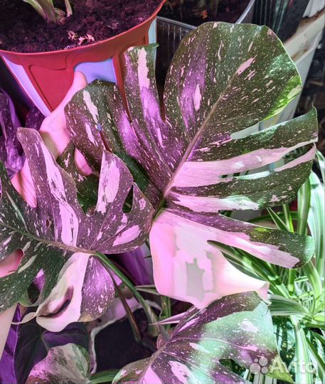 Вариегатная монстера Тайское созвездие и Луна