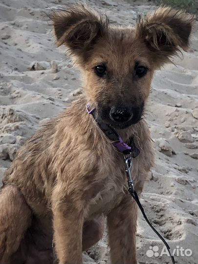 Чистокровный дворянин