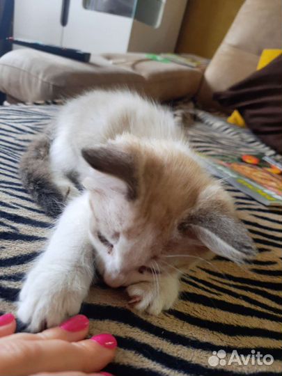 Котенок (мальчик)