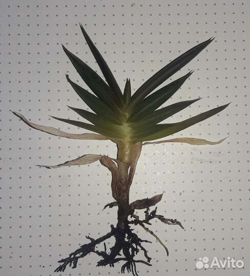 Алоэ Блэк Джэк