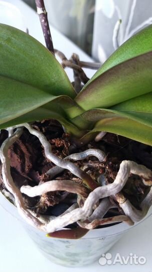 Орхидея фаленопсис Little Gem Stripes