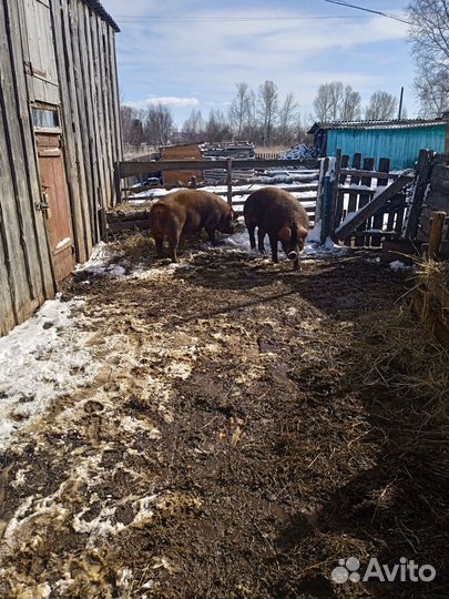 Племенные поросята дюрок