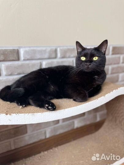 Кошка в дар