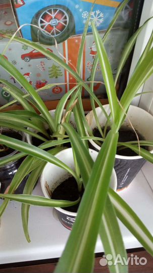 Хлорофитум