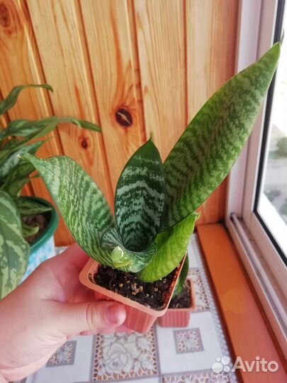 Сансевиерия ханни