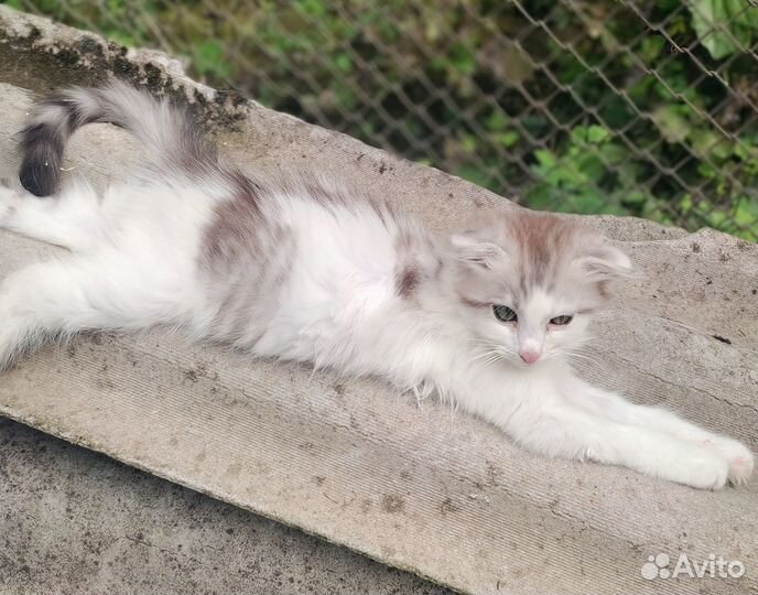 Котята в добрые руки даром