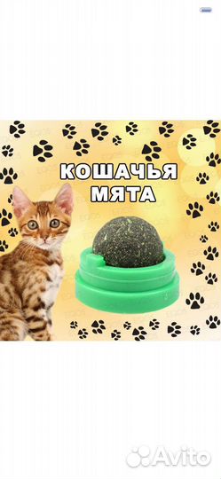 Кошачья мята